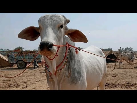 D Rasheed Form Cattle Al.Rashid Cattle Form 1 ️ ️ ️ - YouTube
