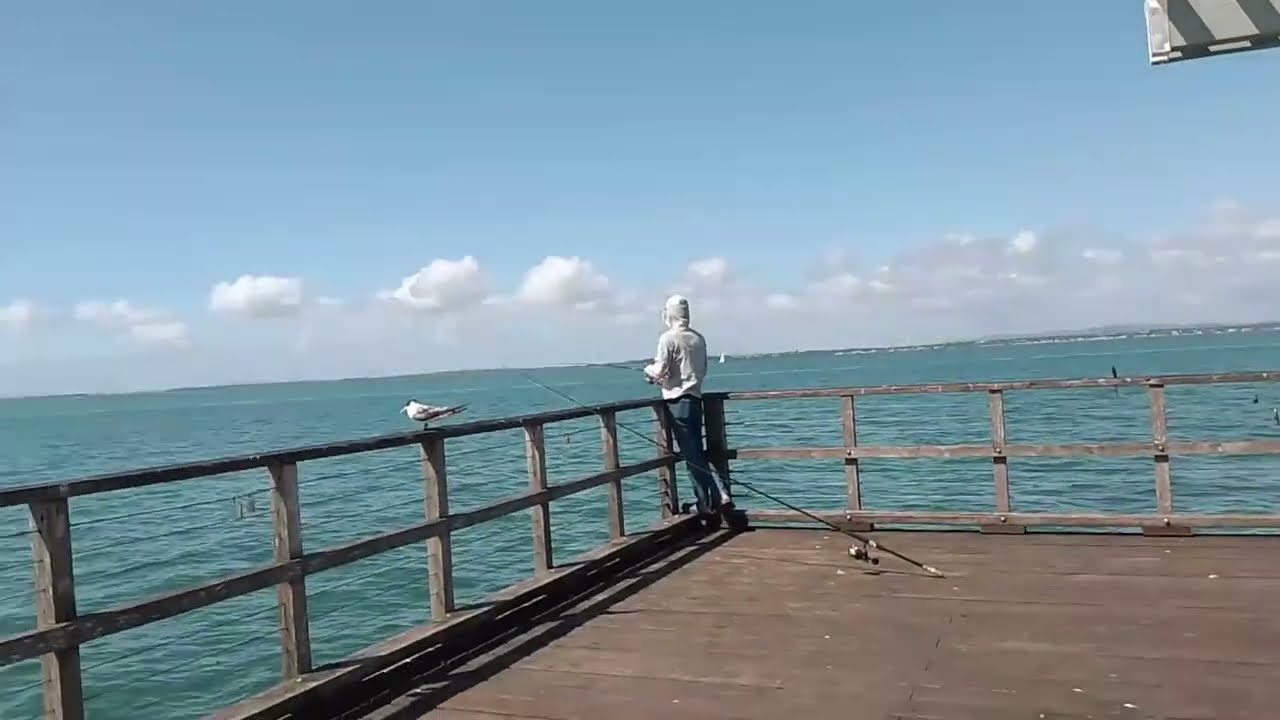 Crested Terns on Jetty🐟