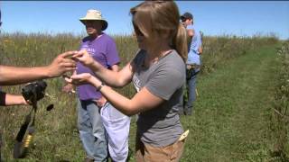 Famous Researchers tag monarch butterflies before the migrate Wealth