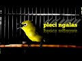 Pleci Ngalas Pancingan Pleci Agar Nyaut Dan Rajin Gacor Mp3 - Mp4 Download