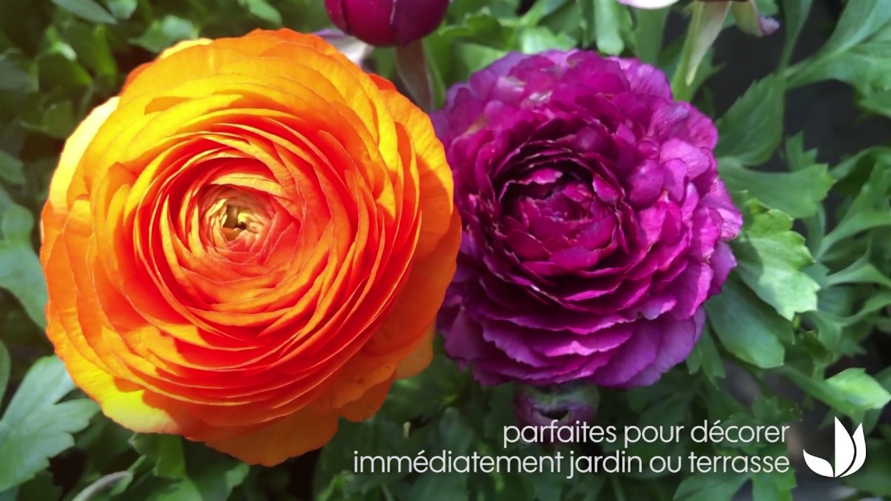 Les renoncules : plantes fleuries pour massifs ou pots  - Truffaut