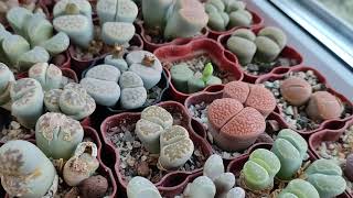 Поздравляю с днём знаний🤗!  литопсы (Lithops 💞) после полива.