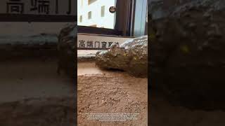 Perfect Window Leveling Method