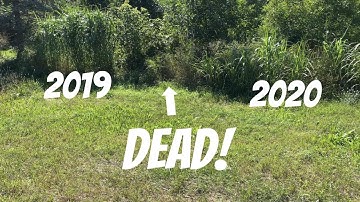 TOUGHER MISCANTHUS OR MARKETING HYPE??? Real World Miscanthus northern Minnesota test plot update!!!