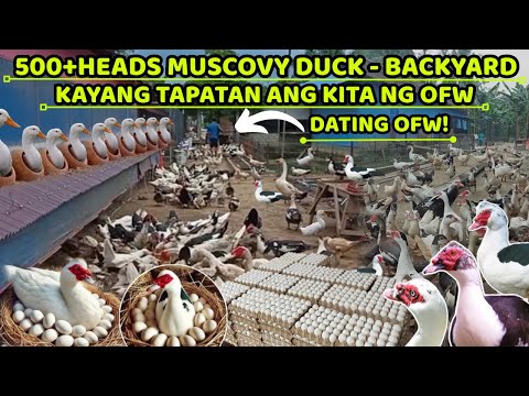 500HEADS MUSCOVY DUCK BACKYARD FARM - KAYANG TAPATAN ANG KITA NG OFW
