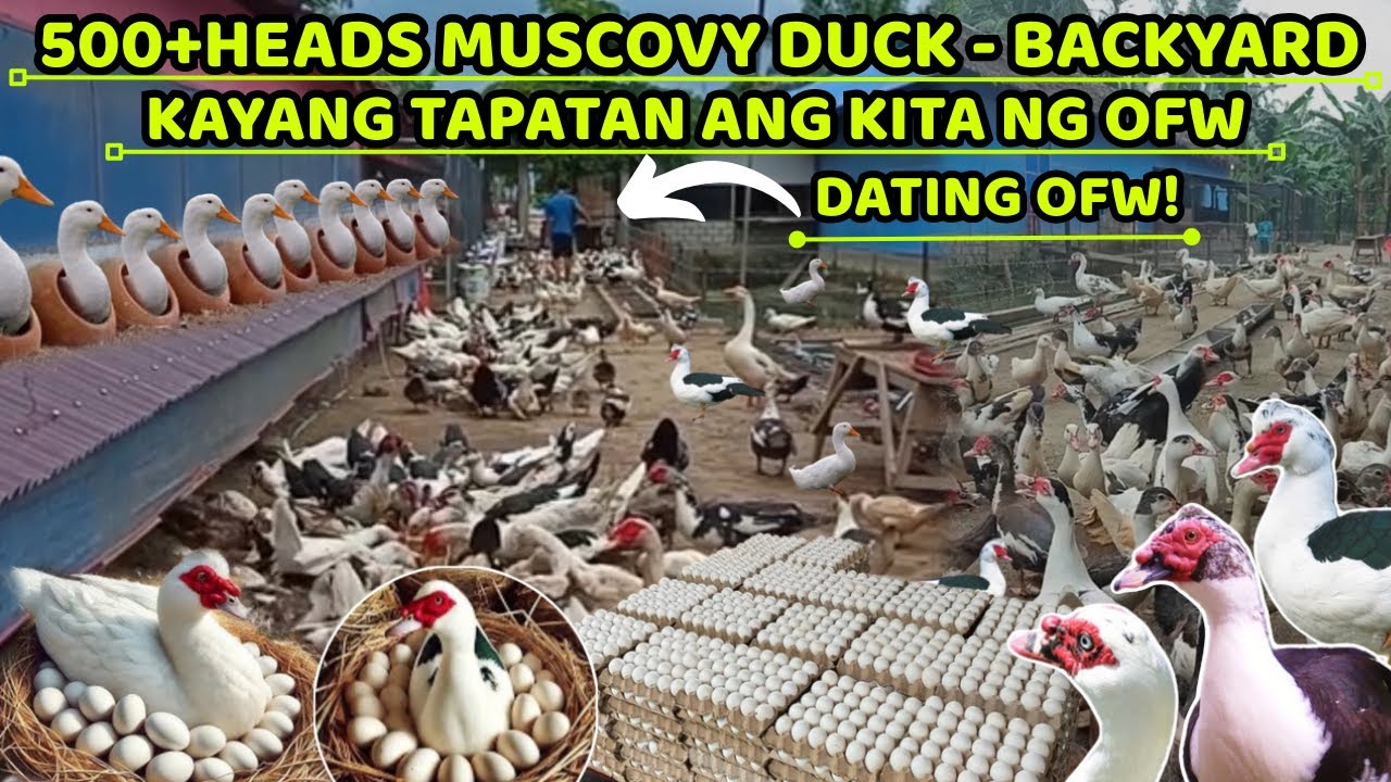 500HEADS MUSCOVY DUCK BACKYARD FARM - KAYANG TAPATAN ANG KITA NG OFW