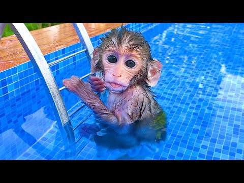 Baby monkey Bon Bon playing at the pool with puppy and duckling in the garden