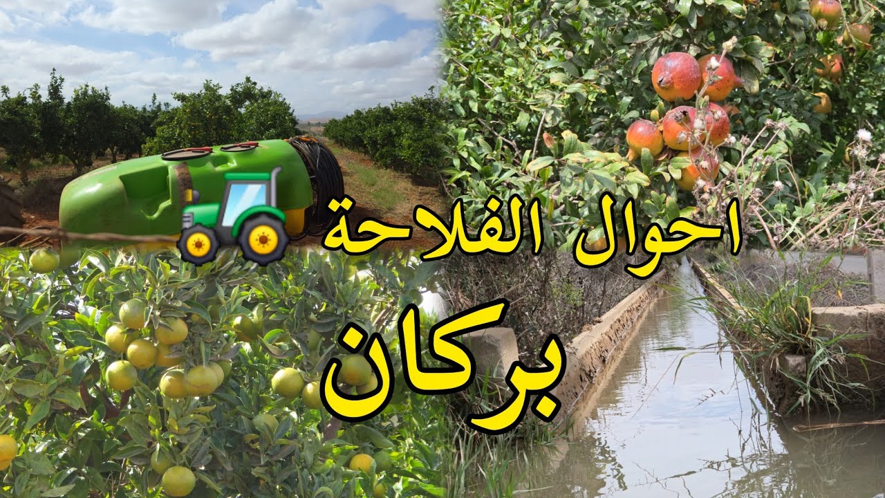 أحوال الفلاحة في منطقة بوشاقور شراعة إقليم بركان 