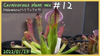 H.macdonaldae ヘリアンフォラ 食虫植物