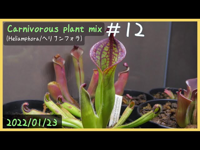 食虫植物栽培日記 Carnivorous plant mix ＃12《ヘリアンフォラ