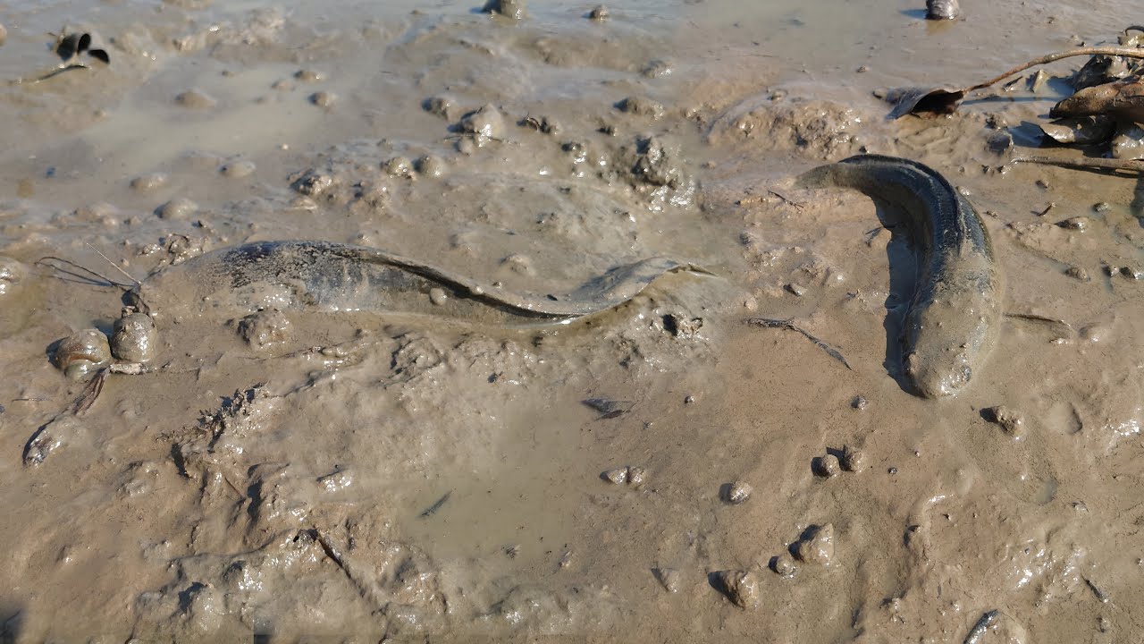 Unique - Catch A Lot Of Fishes In Muddy at The Lake after Water Low Tide