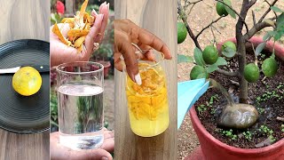 Homemade fertilizer from orange peel | संतरा के छिलकों का बागवानी में प्रयोग | Uses of orange peel
