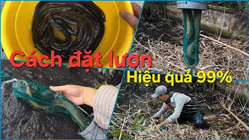 Chia sẻ bài mồi đơn giản và cách đặt trúm lươn hiệu quả kiếm thêm thu nhập