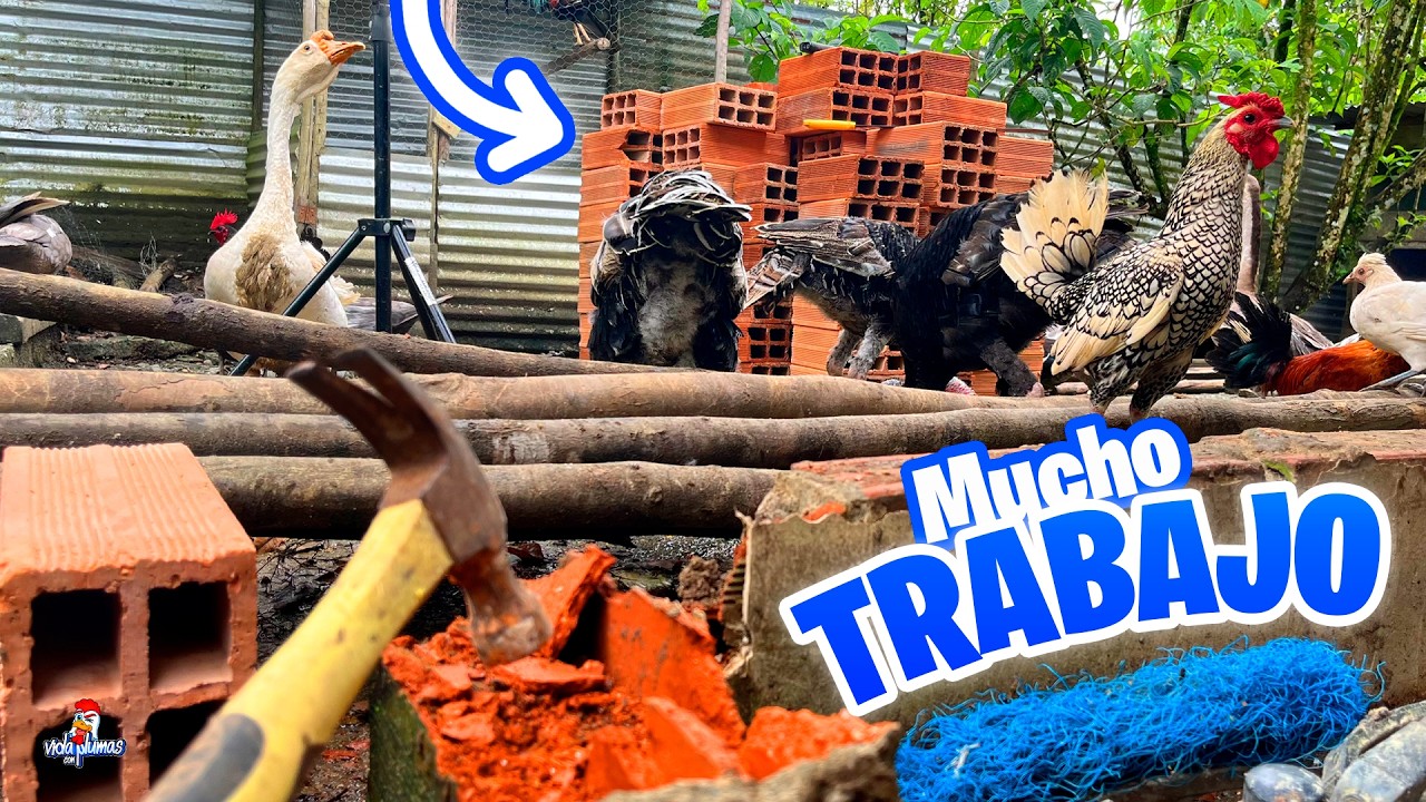 Un día trabajando en mi gallinero 🐔🔨¡LLEGARON LOS MATERIALES!