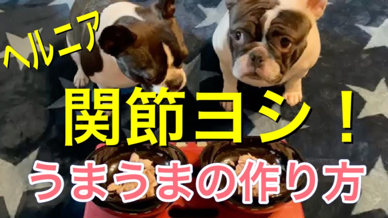 犬用サスペンダー 赤ちゃんオムツ着用の方法 しっぽの通し方 Youtube