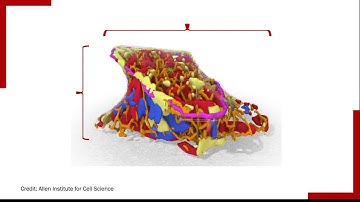 Introduction To Cell Image Analysis
