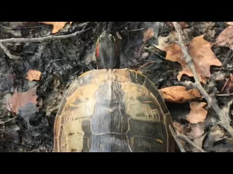 Video: Red-Eared Slider - Trachemys Scripta Elegans Race Hypoallergenic, Health And Life Span