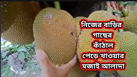নিজের বাড়ির গাছের কাঁঠাল পেড়ে খাওয়ার মজাই আলাদা l #jackfruit #minivlog #dailyvlog #viral