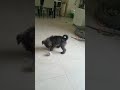 Miniature Schnauzer Hammer Throw