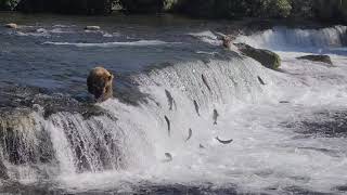 Brooks Falls: Bear Catches and Loses a Salmon