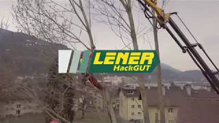 Baumfllung Extrem  Lener Hackgut Gmbh