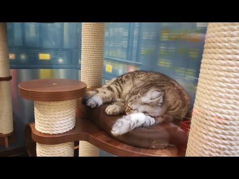 ГДЕ ЖИВУТ КОШКИ КУКЛАЧЕВА? ТЕАТР КОШЕК КУКЛАЧЕВА В МОСКВЕ.THEATER OF CATS OF KUKLACHEV IN MOSCOW