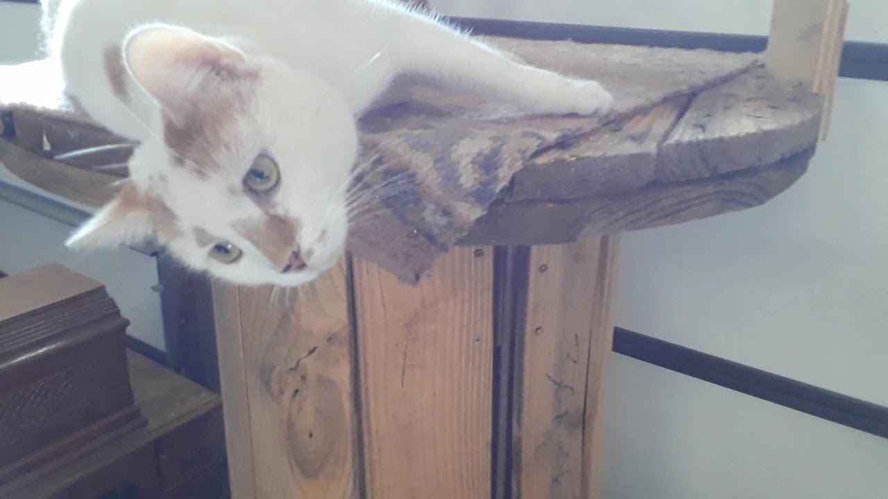Making Cat Tree Tower Out of Electrical Spools - YouTube