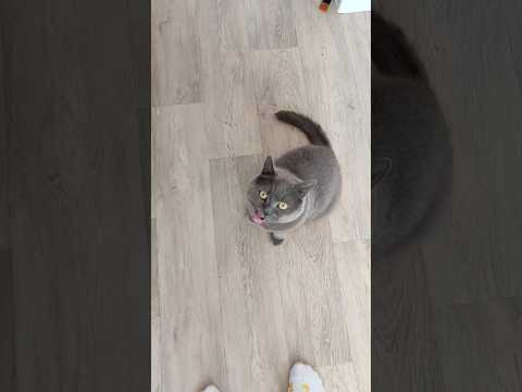 Сделал омлет для кота🥹