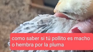 como diferenciar si tú pollito es macho o hembra por la plumita