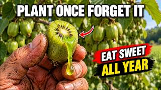 Tastes Like Kiwi and Honey, Thrives Through Freezing Winters. Endless Harvests From Just One Vine