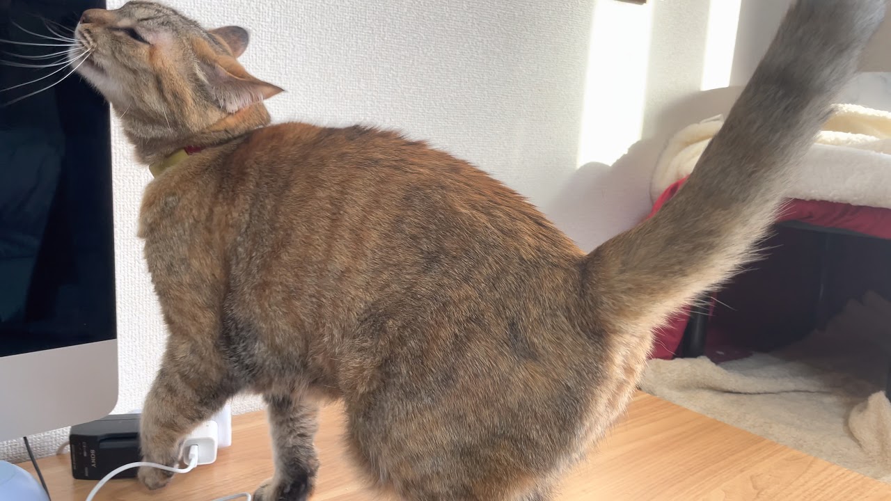 血液検査の為、１２時間絶食中の猫 - YouTube