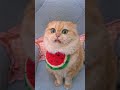 #exlittlebeans is homemade braised fish #funnycat #cooking