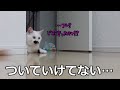 狩の腕が落ちまくった猫達