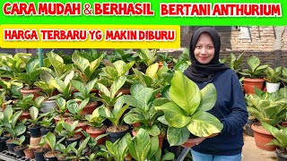 cara mudah dan berhasil bertani anthurium jemani| harga terbaru jemani paling diburu