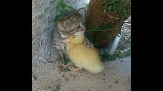 猫と仲良し動物大集合 感動と笑いで癒される 異種交流 2 Youtube