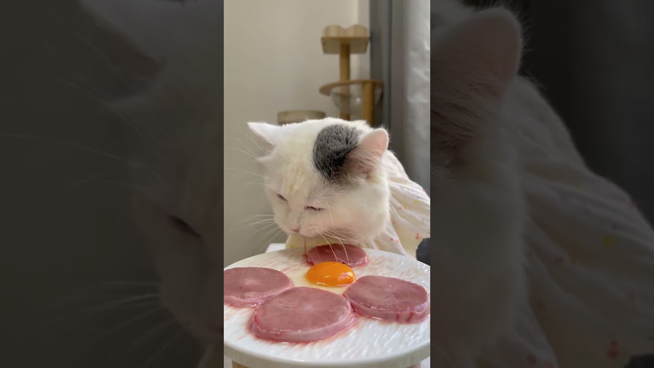 A feast of raw meat and bone delicacies; cats can gorge!