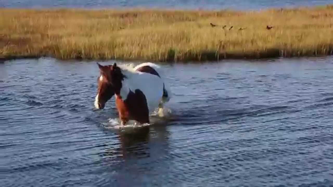 watershed Horse at Assateague Island National Seashore