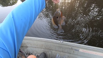 Backyard Bluegills (Catch and Cook)
