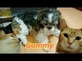 ウズネネと盲目保護犬グミ-Uzu and Nene and Gummy.【Uzu&Nene channel】ウズネネチャンネル 保護猫