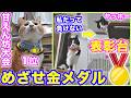 2026ｰ02−15 保護猫たちの「ほっこり猫ライブ」ハッチ＆マック＋黒猫めめ＋がんサバイバーママ Cat live Stream in Japan -Cat Life TV