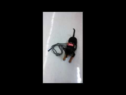 rottweiler puppies lincoln ne beatrice 6 month rottweiler board program omaha nebraska funnydog tv rottweiler puppies lincoln ne beatrice 6 month rottweiler board program omaha nebraska funnydog tv