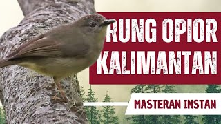 Masteran Opior Kalimantan Full Isian