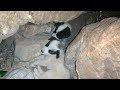 Rescue two puppies living on the rocks (part 1)