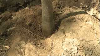 How to Plant a Balled and Burlapped Tree