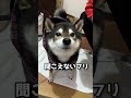 カッパ着せたらブチ切れた犬 #柴犬