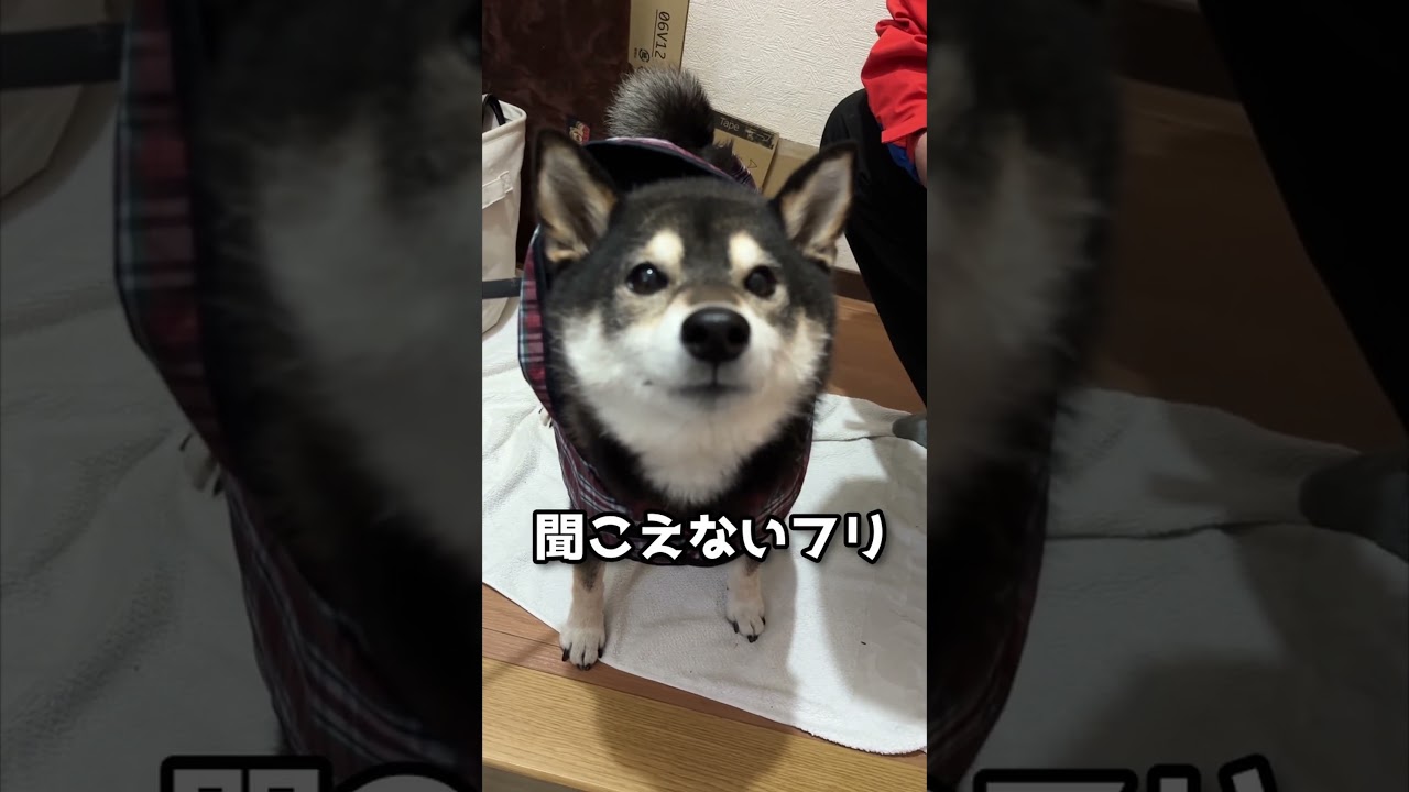 カッパ着せたらブチ切れた犬 #柴犬