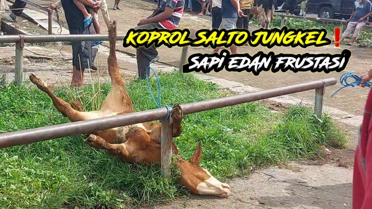 SAPI EDAN KOPROL JUNGKEL SELOSO KLIWON❗️FRUSTASI 