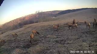 Elk In Thayne, Wyoming