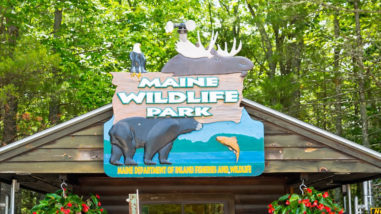 Maine Wildlife Park in Gray Maine