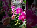 2 часть #Орхидеи #Фаленопсис на #солнце #Ruby #diamond  Кристальная вода🌸Счастливая звезда🌸Выражения